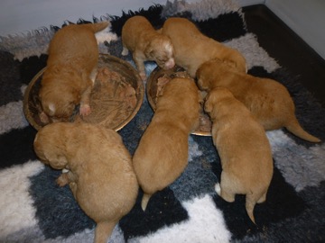 Tollers 20 days old small picture 1
