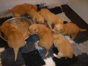 Tollers 20 days old small picture 2
