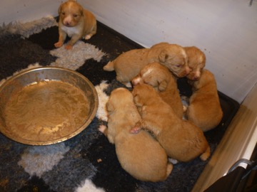 Tollers first breakfast 20 days old messy