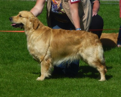Axel 3 Counties Show 2014